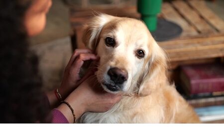 Boehringer Ingelheim’dan Küresel Araştırma